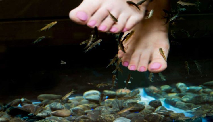2-fish1