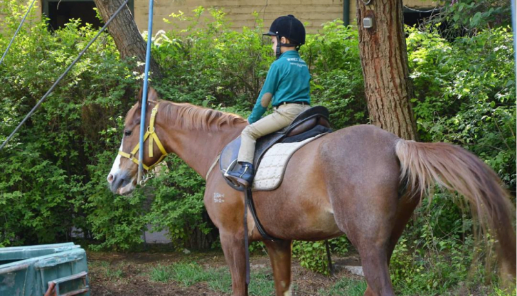 horse1