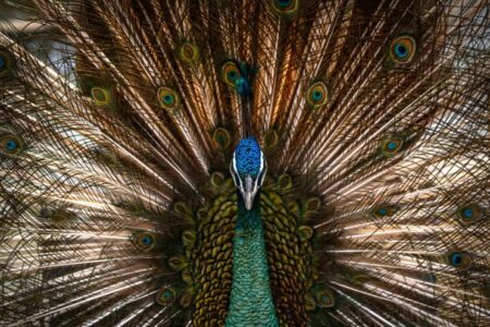 Tehran Birds Garden: A Haven for Bird Enthusiasts