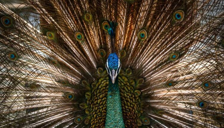 Tehran Birds Garden