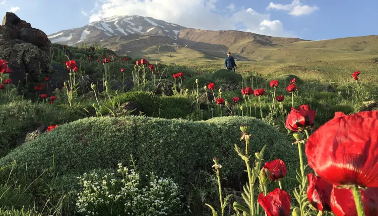 1280px-Damavand_poppies